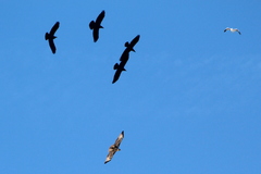 Buteo jamaicensis