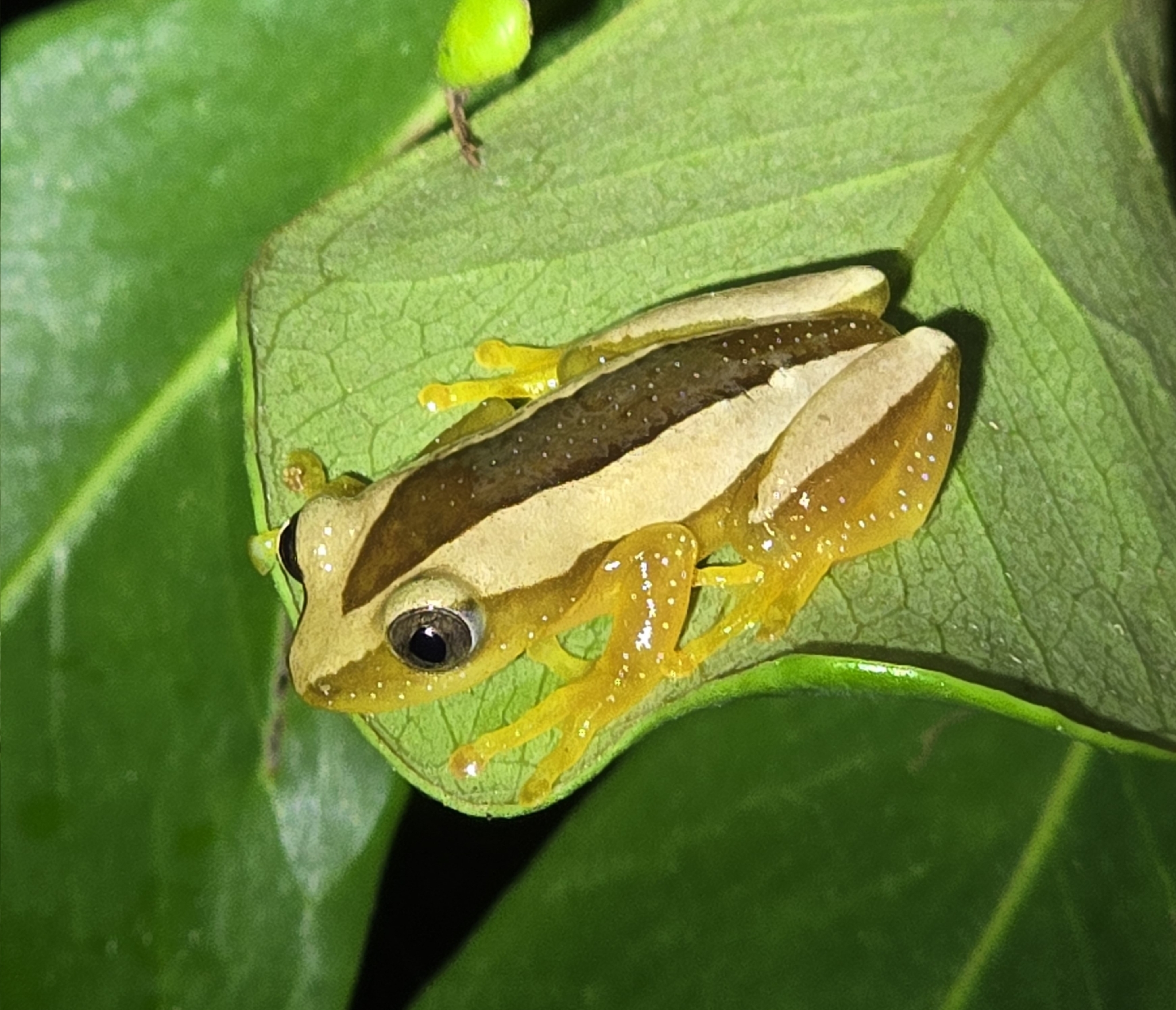 Afrixalus manengubensis
