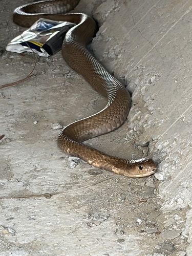 Chinese Cobra