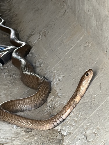 Chinese Cobra