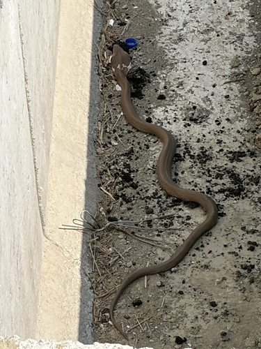 Chinese Cobra