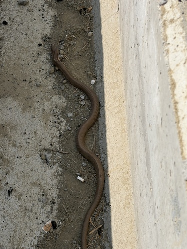 Chinese Cobra