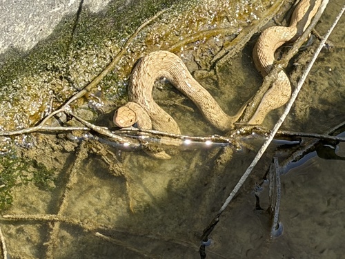 King Ratsnake