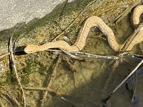 King Ratsnake