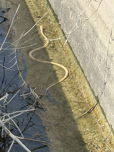 King Ratsnake
