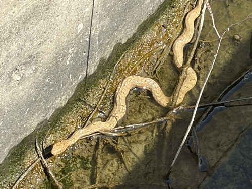 King Ratsnake