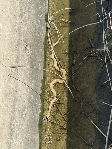 King Ratsnake