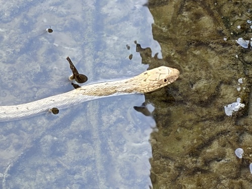 King Ratsnake
