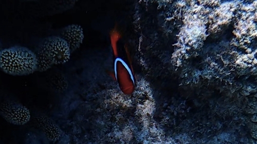 Amphiprion frenatus