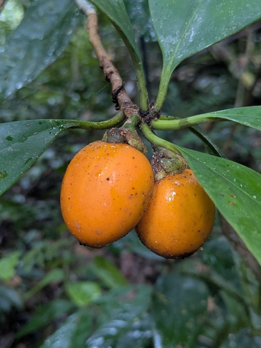 Ternstroemia cherryi observed 2026-02-19