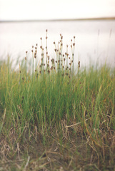 Juncus castaneus leucochlamys