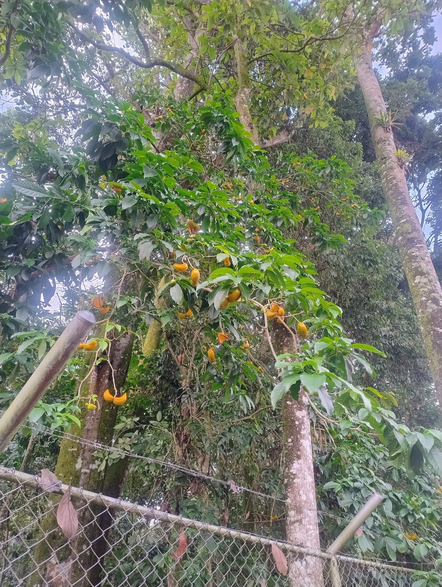 Imagem de Tabernaemontana litoralis