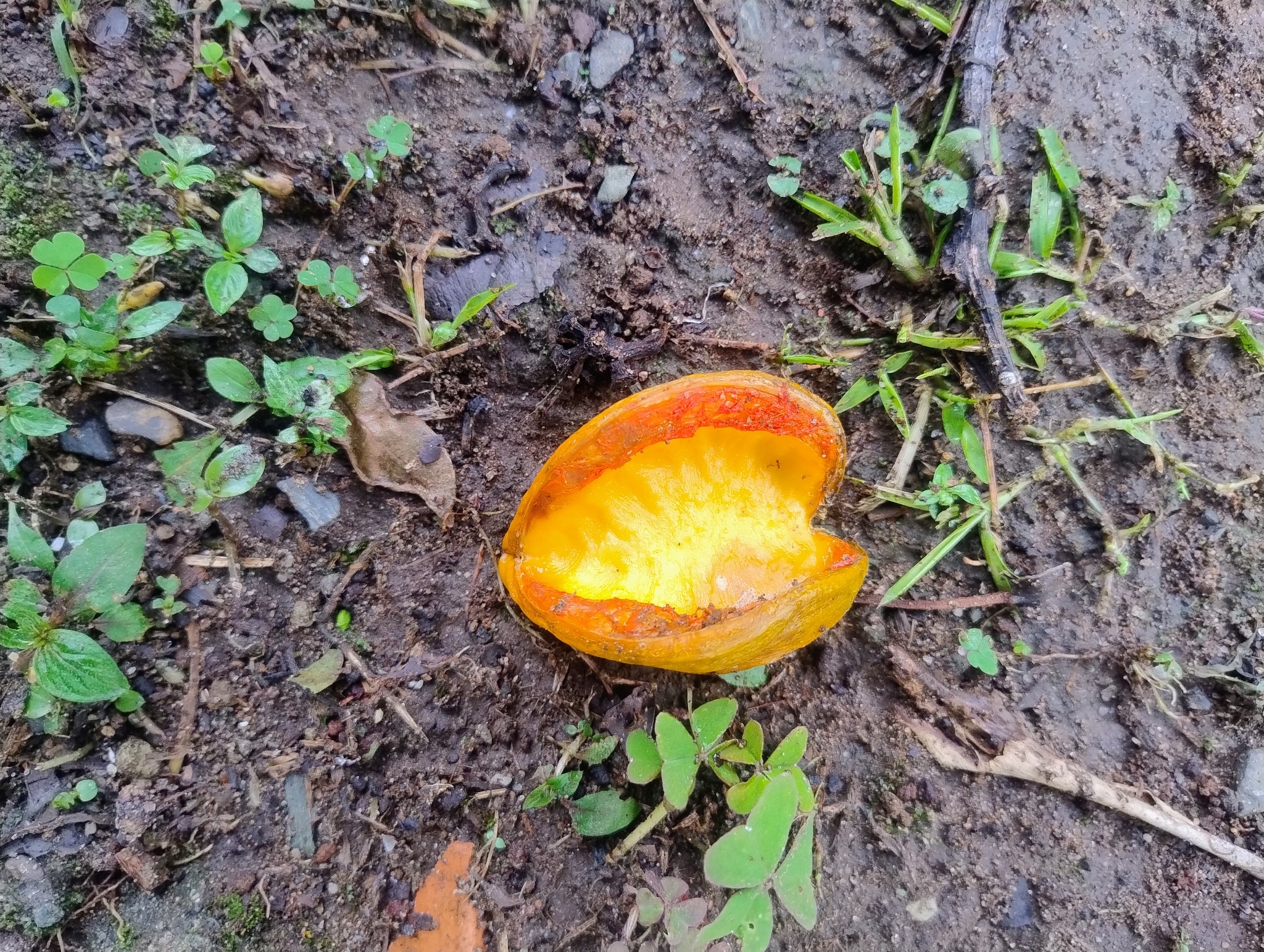 Imagem de Tabernaemontana litoralis