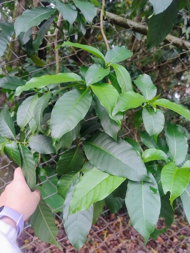 Foto de Tabernaemontana litoralis