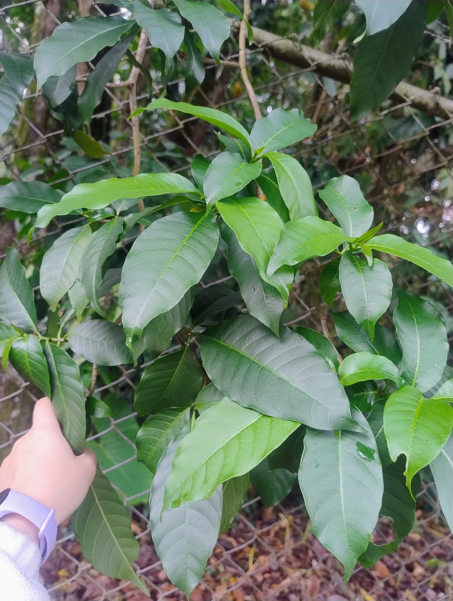 Imagem de Tabernaemontana litoralis