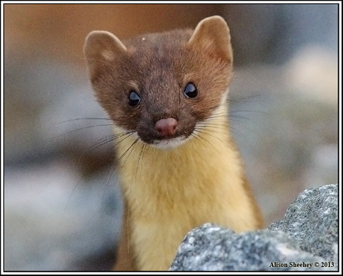 mustelids-family-mustelidae-inaturalist-ca