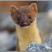 Mustelids - Photo (c) Alison Sheehey, some rights reserved (CC BY-NC-ND), uploaded by Nature Ali
