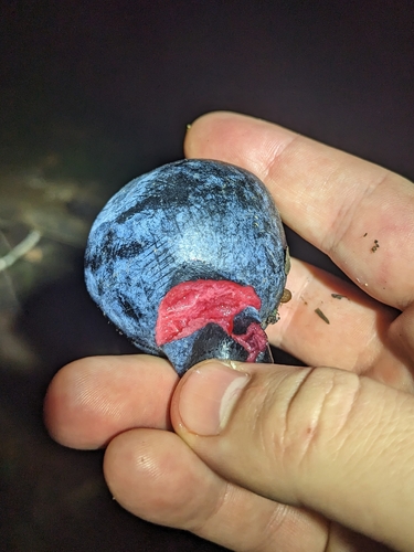 ooray (Davidsonia pruriens)