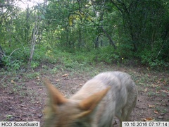 Canis latrans impavidus