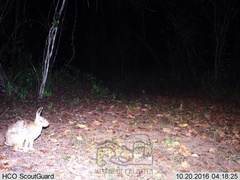 Sylvilagus cunicularius insolitus