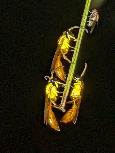Psenulus observed 2026-02-19