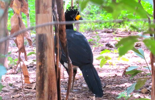 Bare-faced Curassow