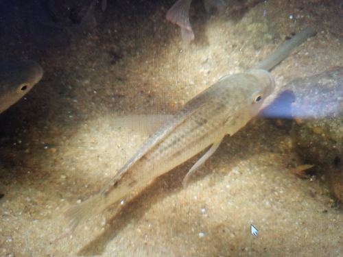 Oreochromis mossambicus