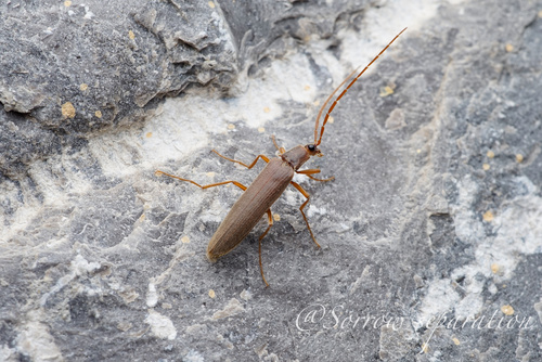 Pleonomus canaliculatus