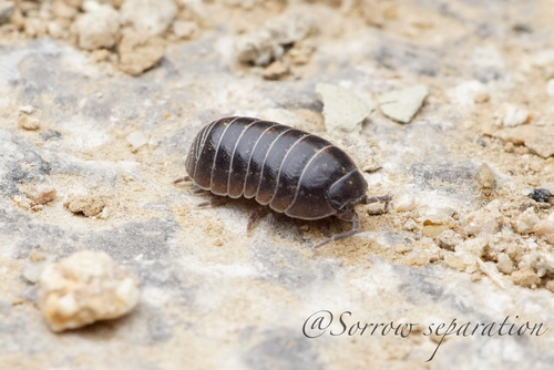 Common Pill Woodlouse
