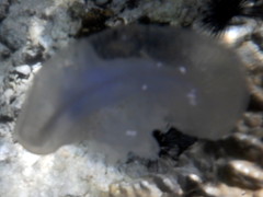 Cepheidae