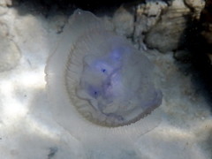 Cepheidae