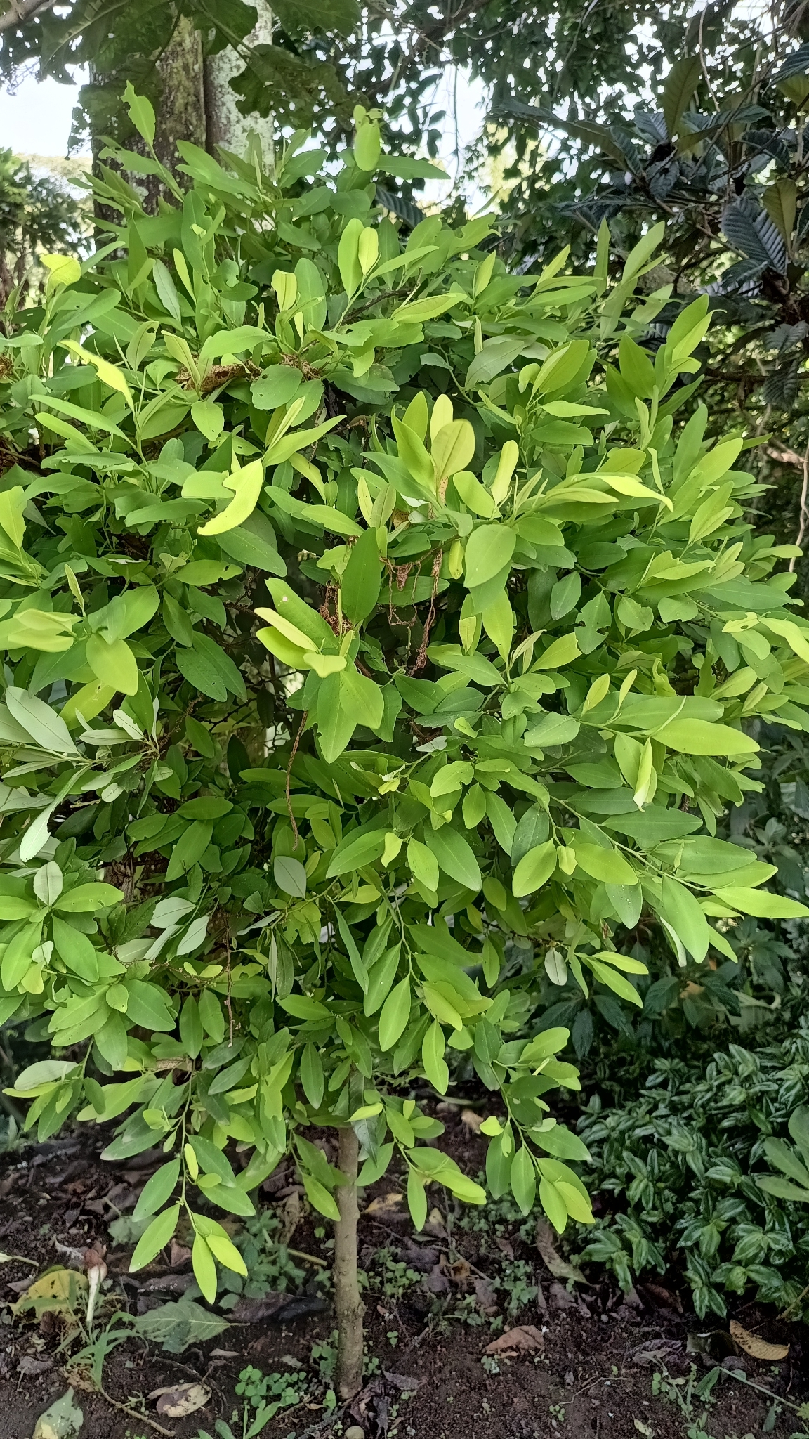 Coca