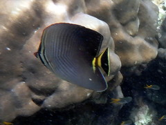 Chaetodon triangulum
