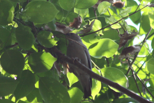 White-shouldered Starling (Sturnia sinensis), photo 6