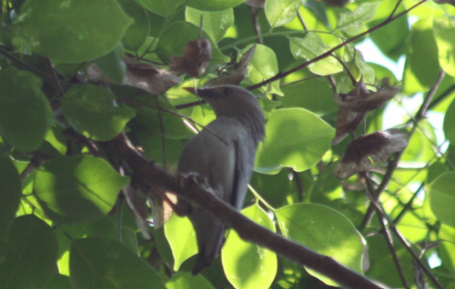 White-shouldered Starling (Sturnia sinensis), photo 5