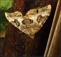 Hydriomena deltoidata