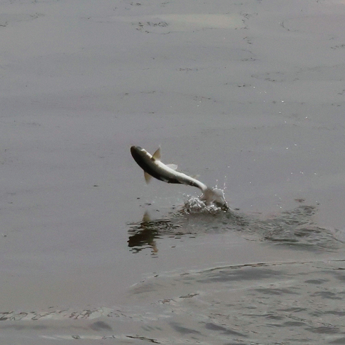 Mugil cephalus