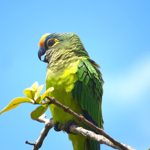Peach-fronted Parakeet