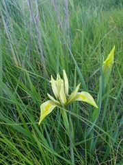 Iris grant-duffii