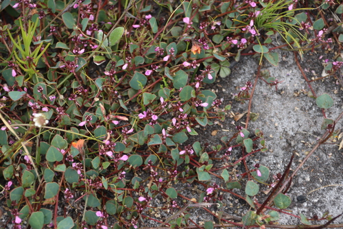 Round Indigo (Indigofera ovata)