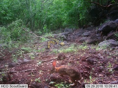 Sylvilagus cunicularius insolitus