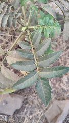 Ailanthus excelsa, photograph (c) Aadi Kulkarni, some rights reserved (CC BY)