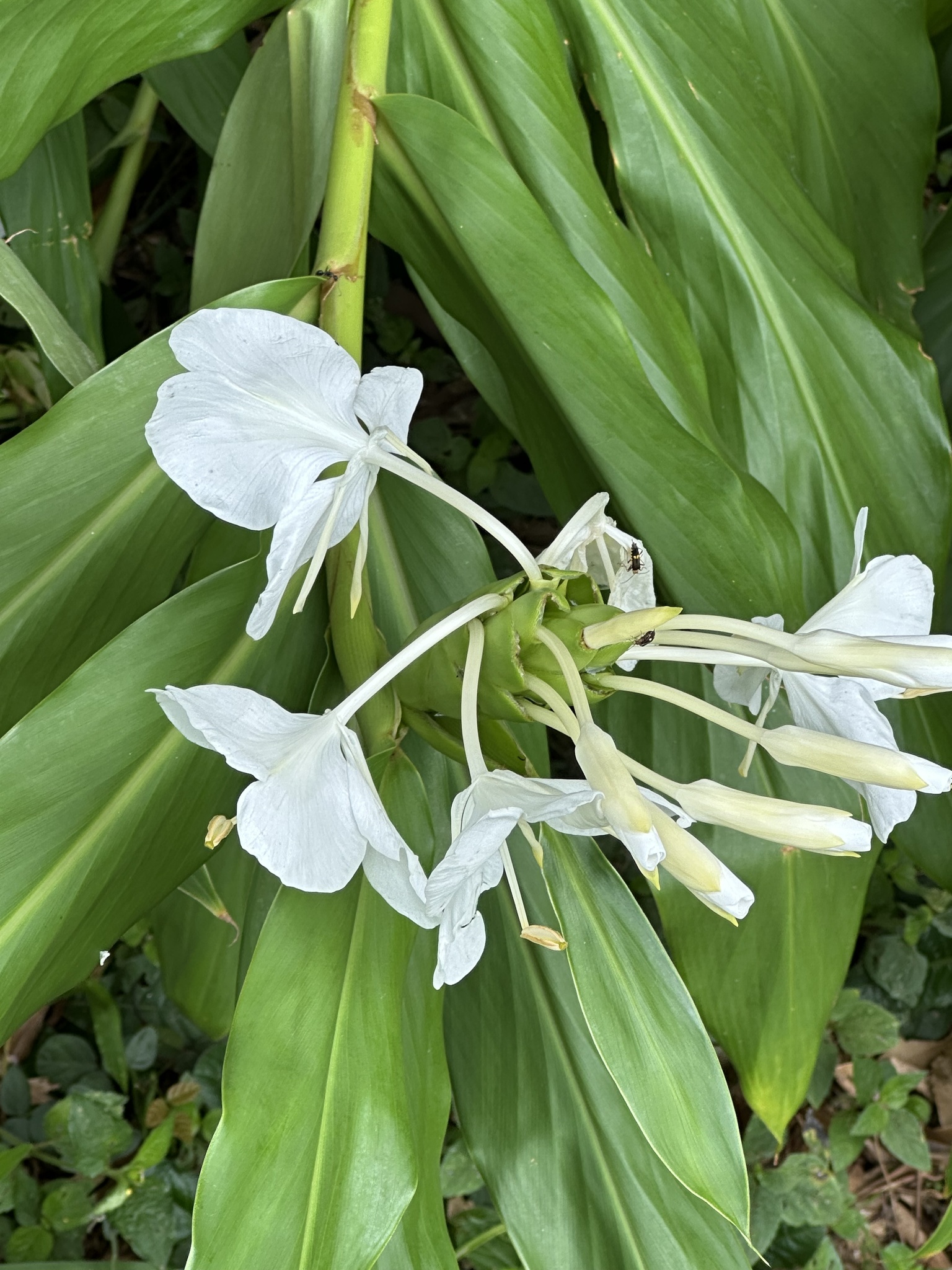 Hedychium coronarium