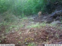 Canis latrans impavidus