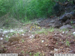 Sylvilagus cunicularius insolitus