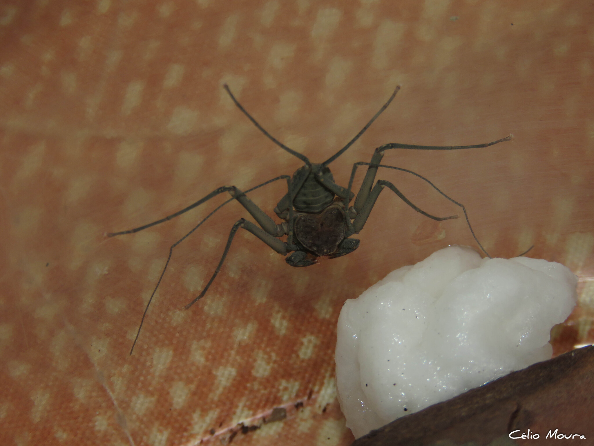 Charinus cearensis Miranda, Giupponi, Prendini & Scharff, 2021