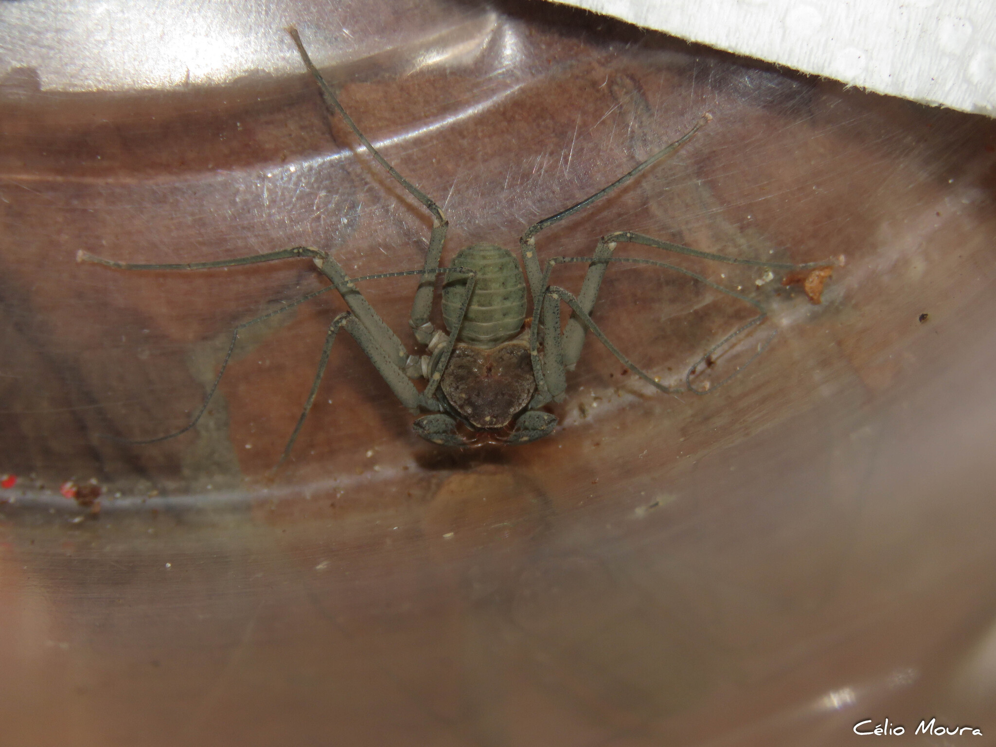 Charinus cearensis Miranda, Giupponi, Prendini & Scharff, 2021