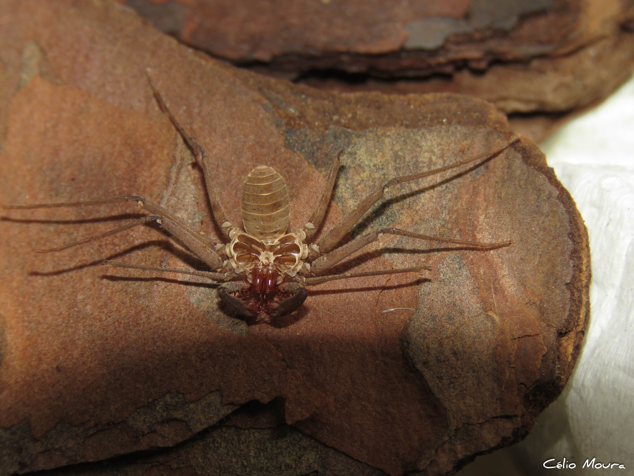Charinus cearensis Miranda, Giupponi, Prendini & Scharff, 2021