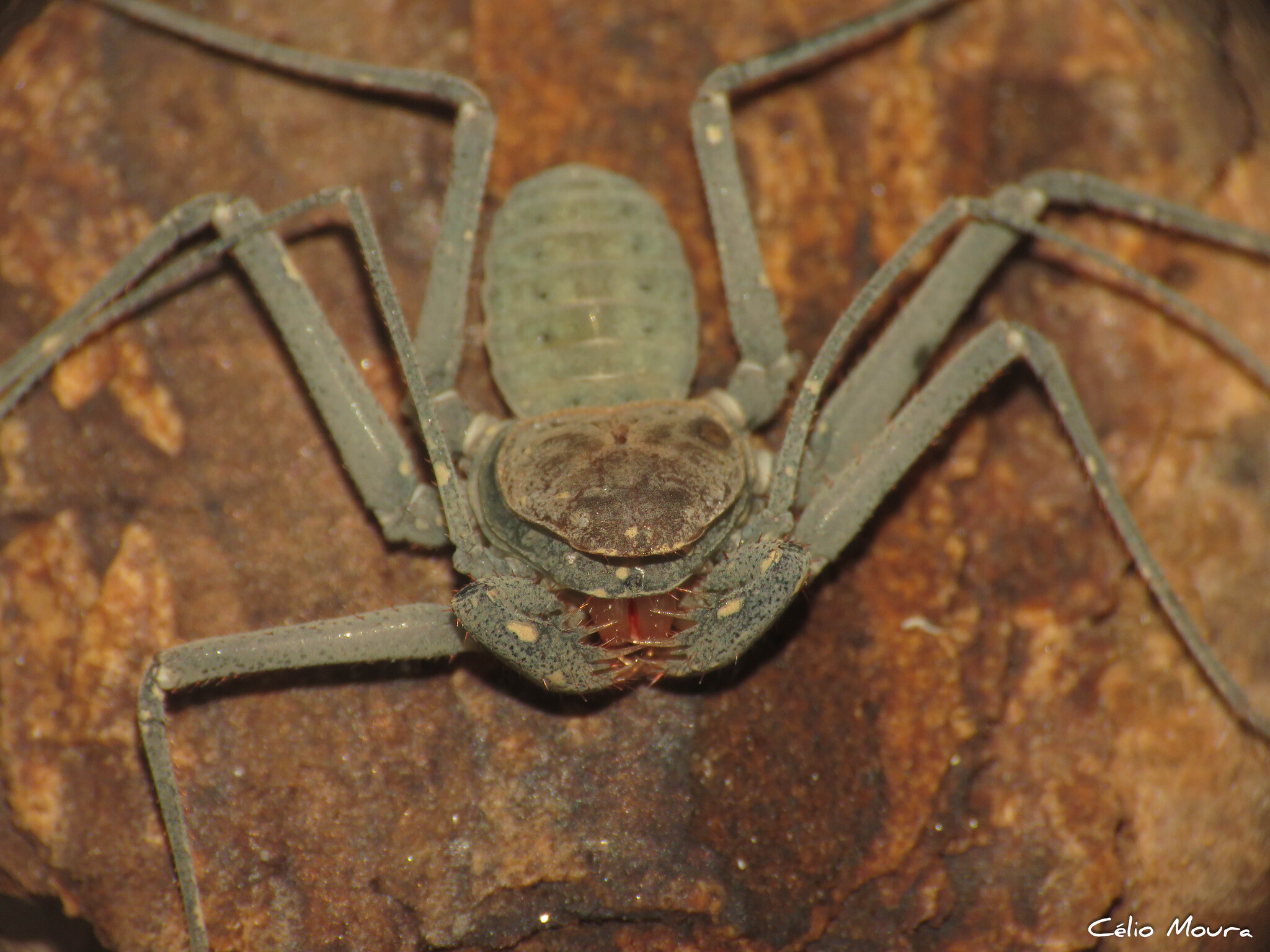 Charinus cearensis Miranda, Giupponi, Prendini & Scharff, 2021