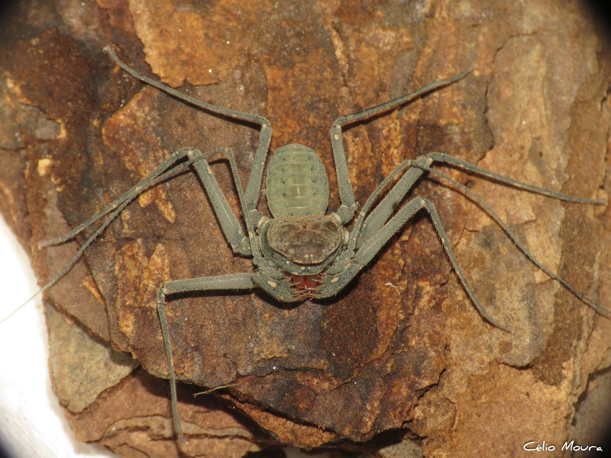 Charinus cearensis Miranda, Giupponi, Prendini & Scharff, 2021